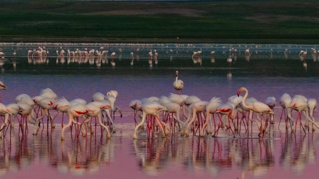 Duden Gölü'nde pembe tüyleriyle dans eden flamingoların genel görünümü.