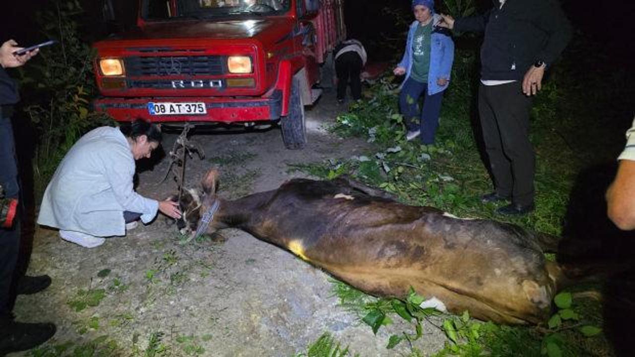 Artvin Arhavi'de uçuruma yuvarlanan ineğin kurtarılma anı