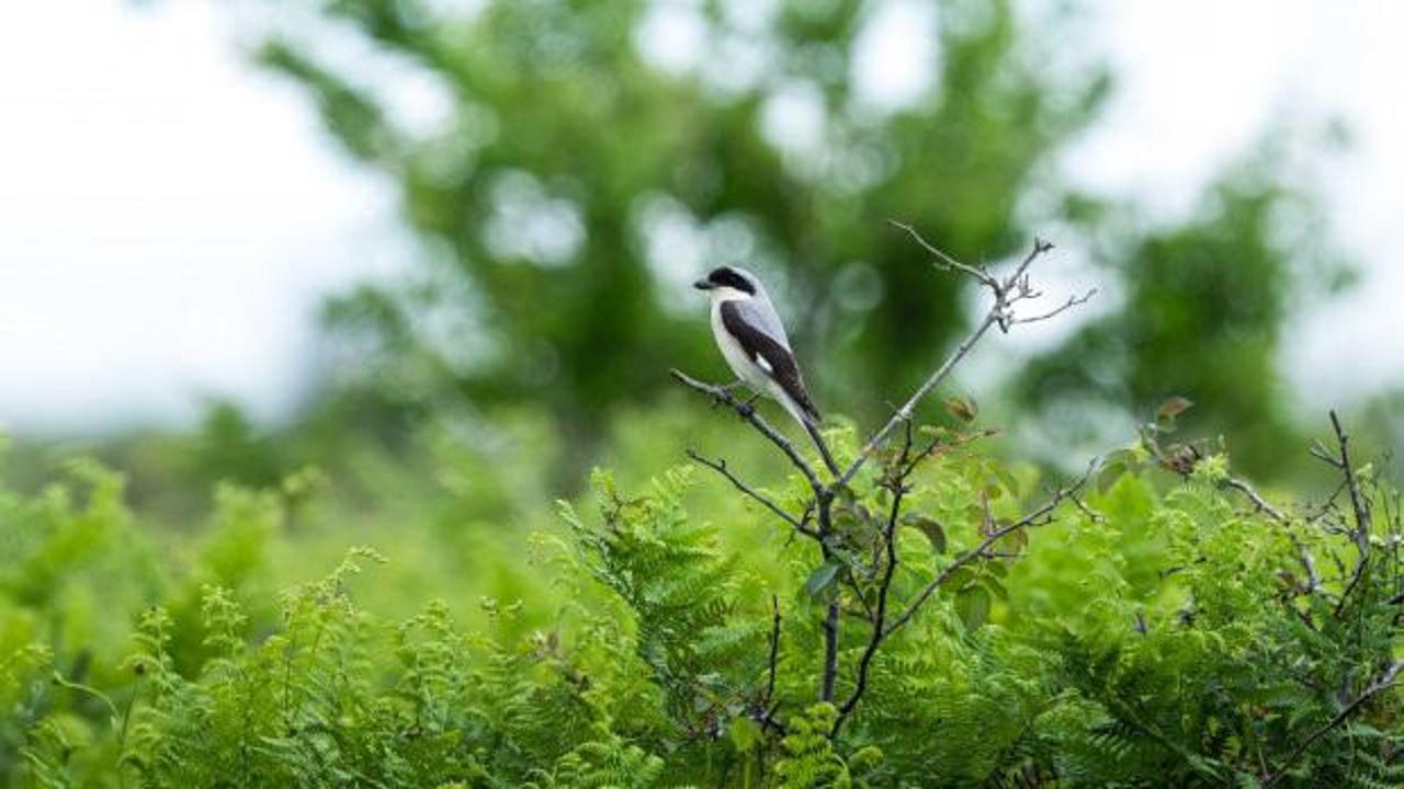 Bir ilimizde peş peşe yasak kararları! Aylarca s&uuml;recek