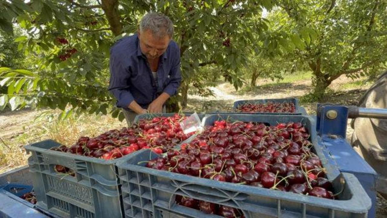 Tokat'ta Ziraat 0900 cinsi kiraz hasadı yapılıyor