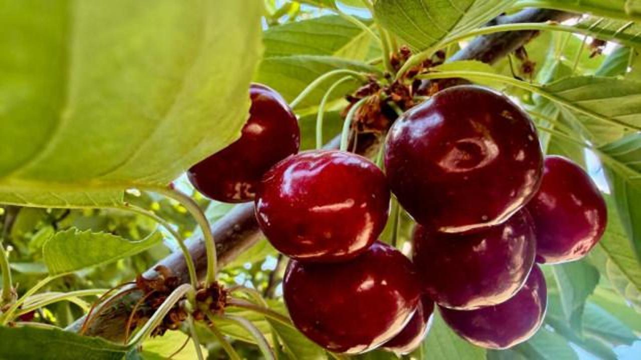 Sultandağı Kırca köyünde kiraz hasadı yapan üreticiler