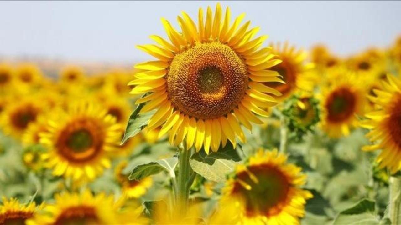 Ayçiçeği yağı şişeleri ve ayçiçeği tohumları stok görüntüsü.