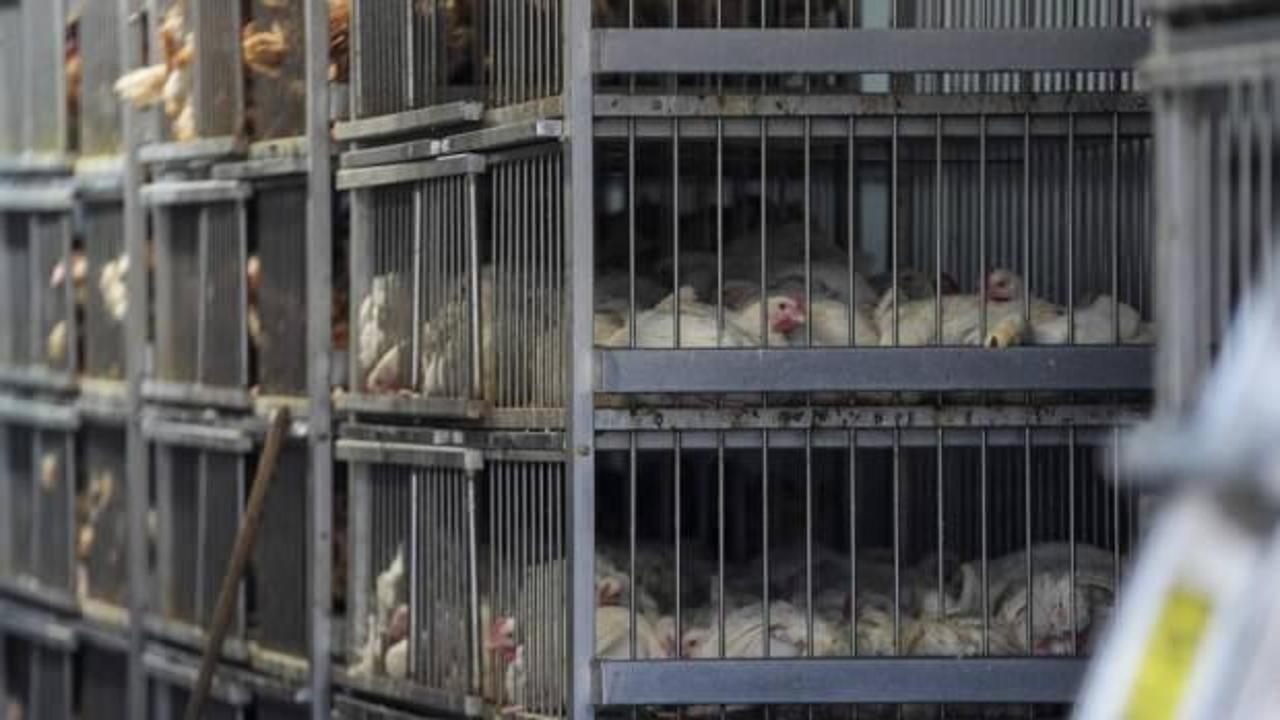 Nepal'de kuş gribi salgını nedeniyle itlaf edilen kümes hayvanları