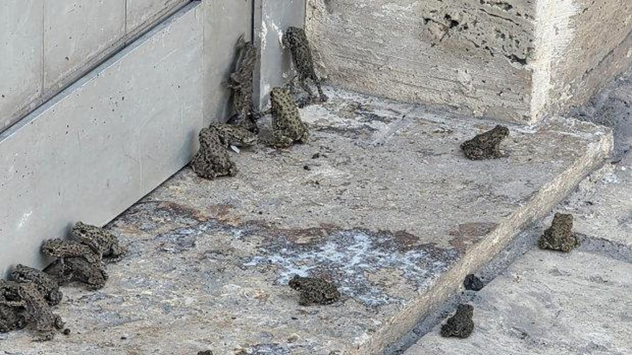Sağanak sonrası il&ccedil;eyi kurbağa bastı