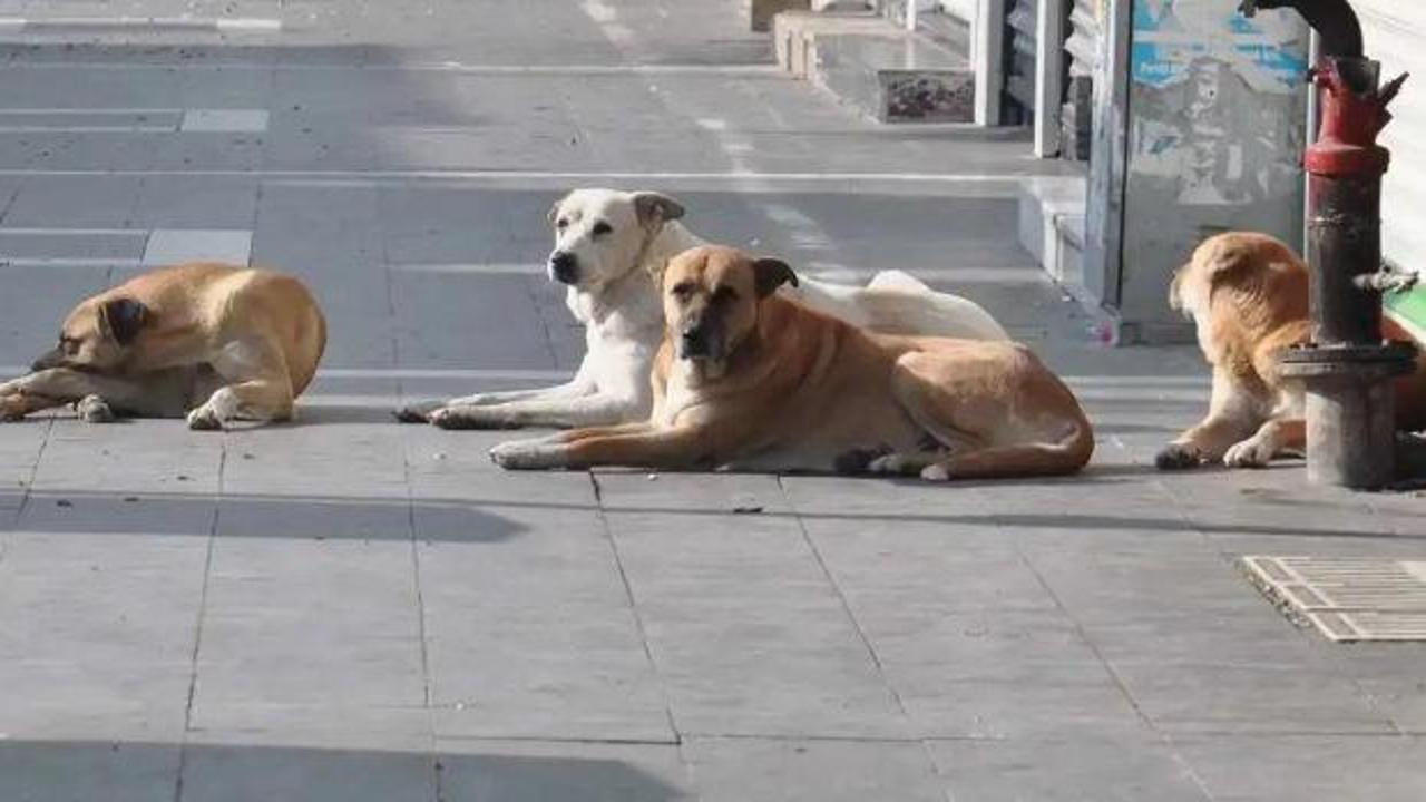 Ankara Valisi Vasip Şahin