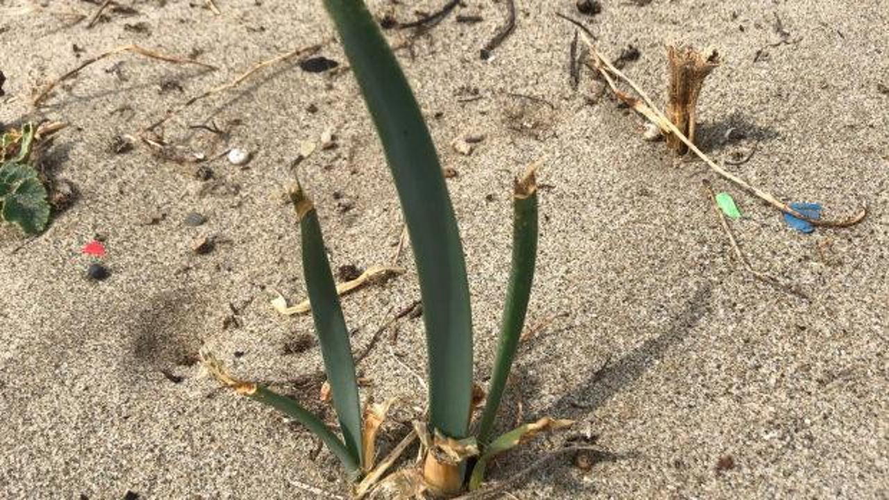 Tekirdağ'da koruma altına alınan kum zambakları