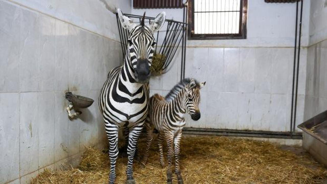 Bursa Hayvanat Bahçesi'nde doğan yeni zebra yavrusu 'Ygritte'nin annesiyle birlikte görüntüsü.