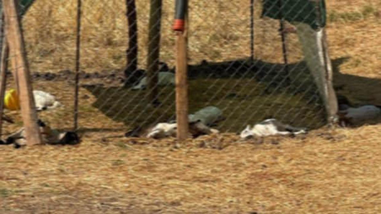 Diyarbakır'ın Bismil ilçesinde sahipsiz köpeklerin saldırdığı kuzulardan görüntüler.