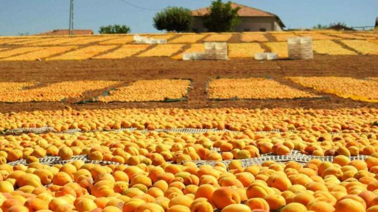 Malatya kayısısı tepsilerde kurutulurken çekilmiş bir fotoğraf.