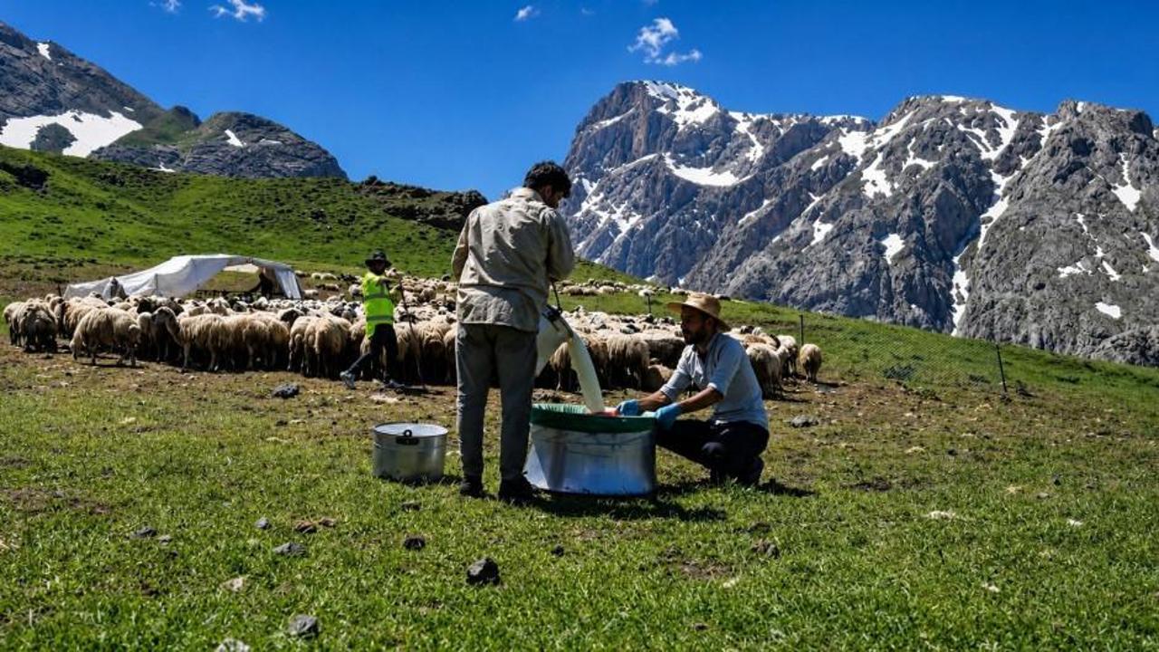 Munzur Dağları'nda tulum peyniri yapım sürecinden bir kare.