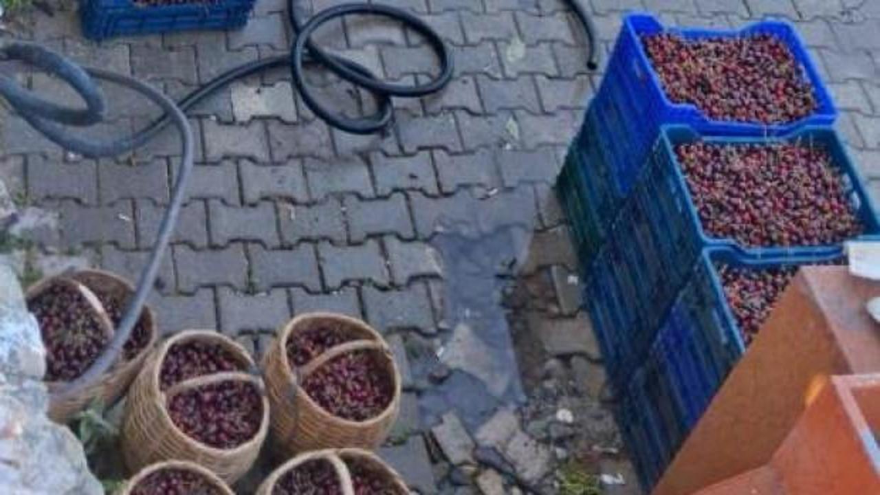 Balıkesir'in Bigadiç ilçesinde kiraz ağaçları dolu ve üreticiler alıcı bekliyor.