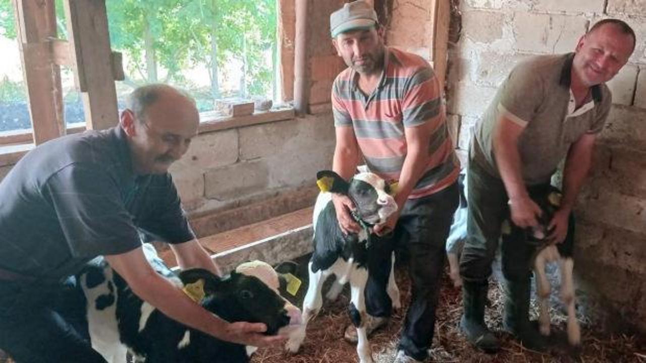 Nadir g&ouml;r&uuml;len doğum! Besici bayram etti 