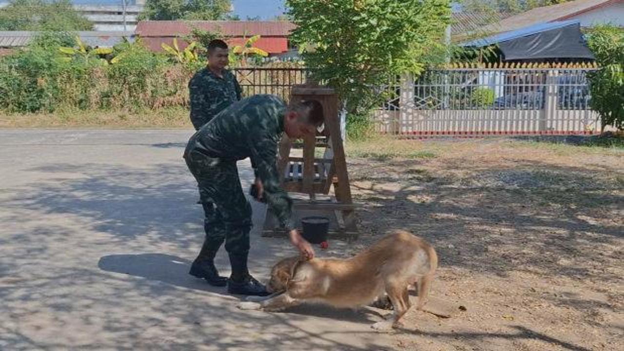 Tayland'da bir evcil köpek, bulduğu el bombasını evin önüne getirdi.