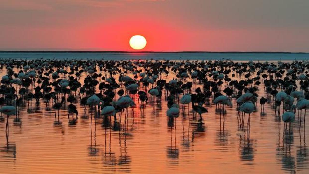 Tuz Gölü'nde yavru flamingoların beslendiği alan