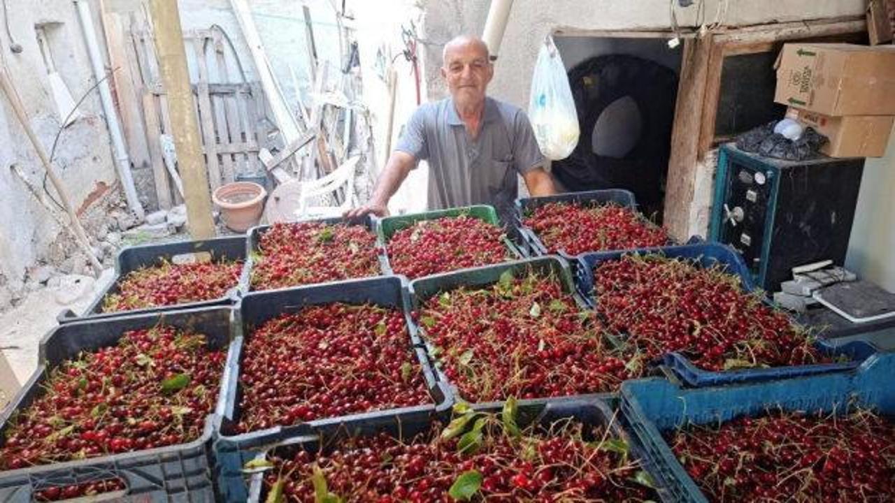 Vişne tarlası ve hasat edilen vişneler