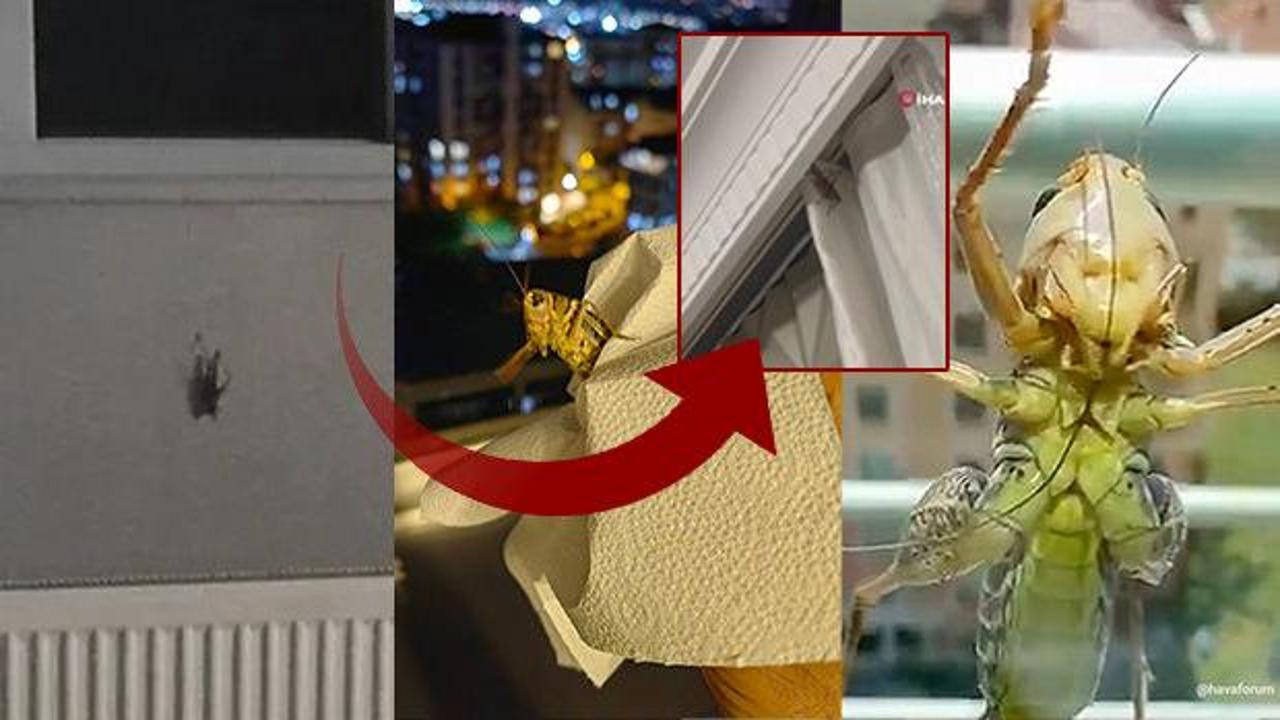 İstanbul'da görülen ve Balkanlar'dan geldiği tahmin edilen zararlı böcekler.