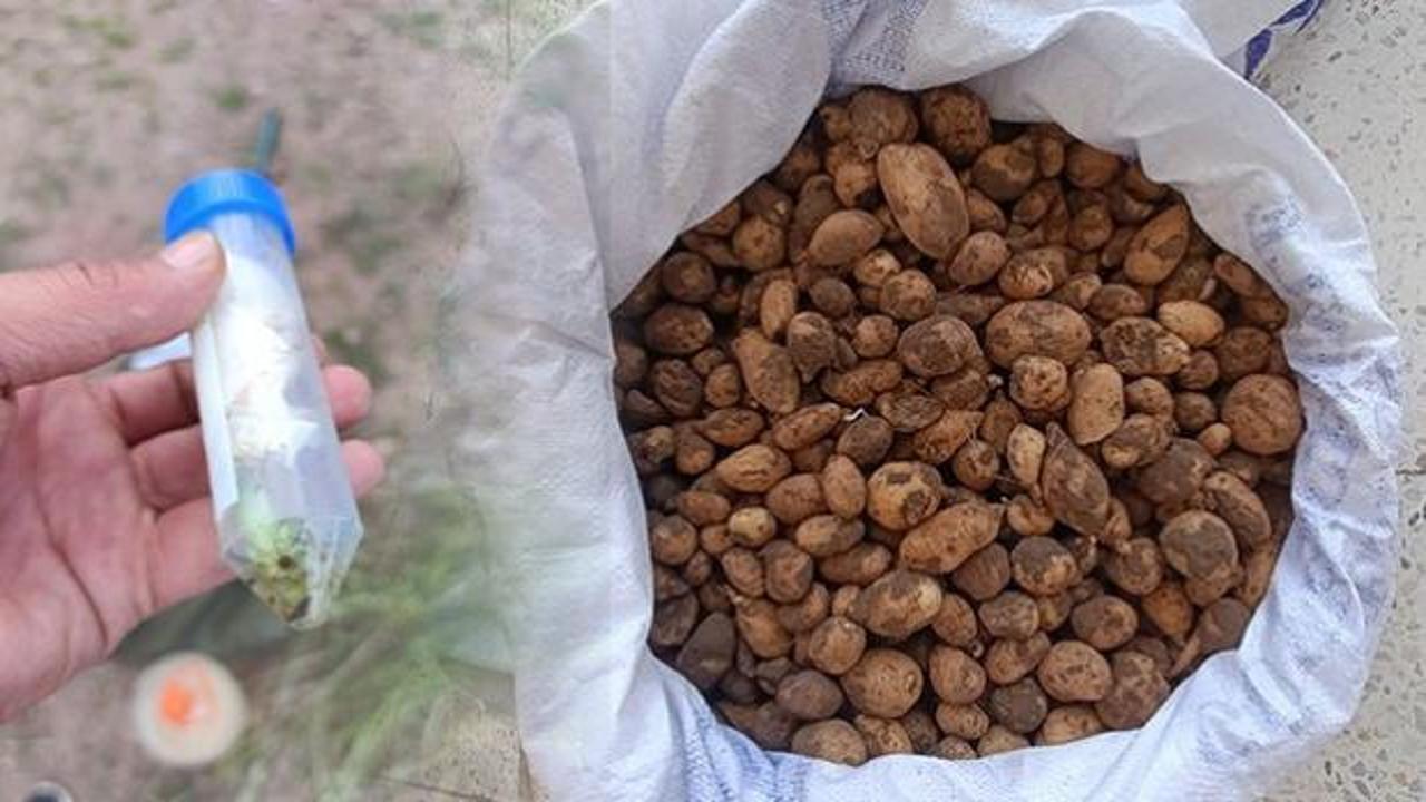 Bingöl'de izinsiz salep toplayan ve biyokaçakçılık yapan şahıslara kesilen cezalarla ilgili haber.
