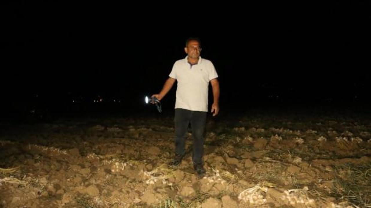 Bir yıllık emekleri i&ccedil;in sabaha kadar tarlada bekliyorlar