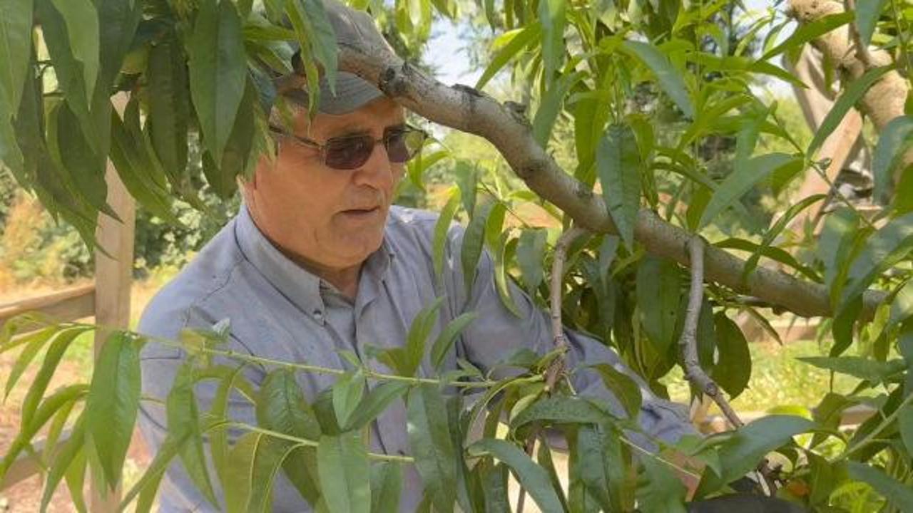 Bu işi bilen pek yok! Meyveleri koparıp yere atıyorlar... G&uuml;nl&uuml;kleri bin 500 TL 