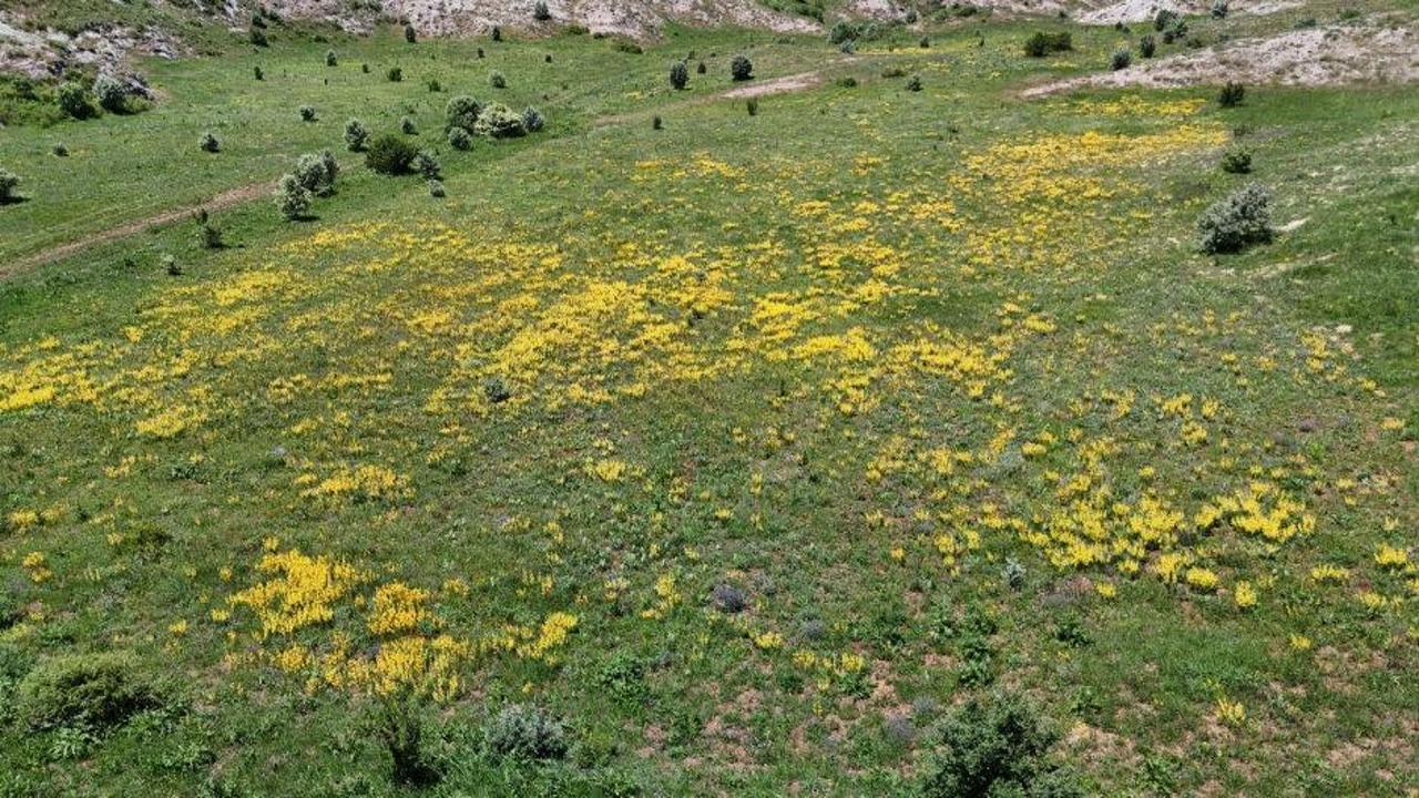 Sivas'ta renkli şifalı bitkilerle kaplı bir ova manzarası
