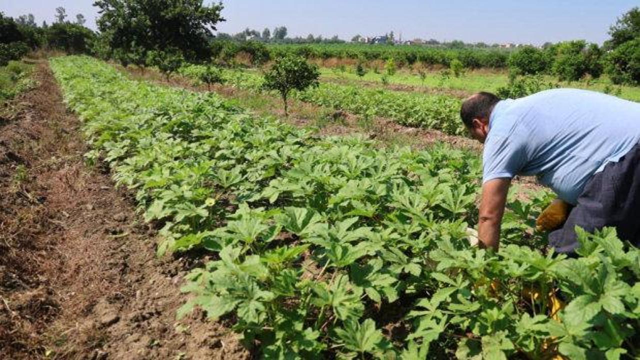 Hasadı başladı, kilosu tarlada 150 TL!