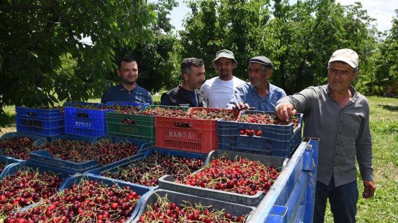 Sultandağı'nda kiraz bahçelerinden genel bir görünüm
