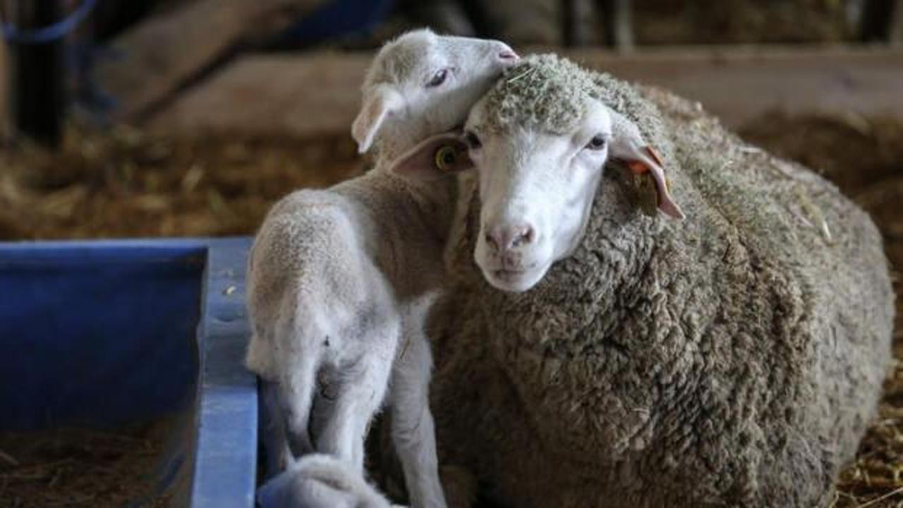 TİGEM a&ccedil;ık artırmayla 60 bin kilogram merinos yapağı satacak! İhale tarihine dikkat