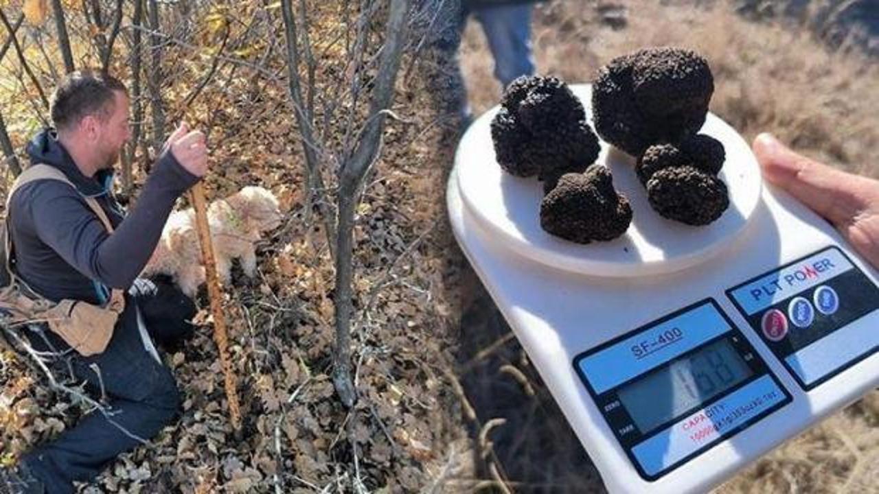 Erzurum ve Erzincan ormanlarında toprağın altında bulunan trüf mantarları