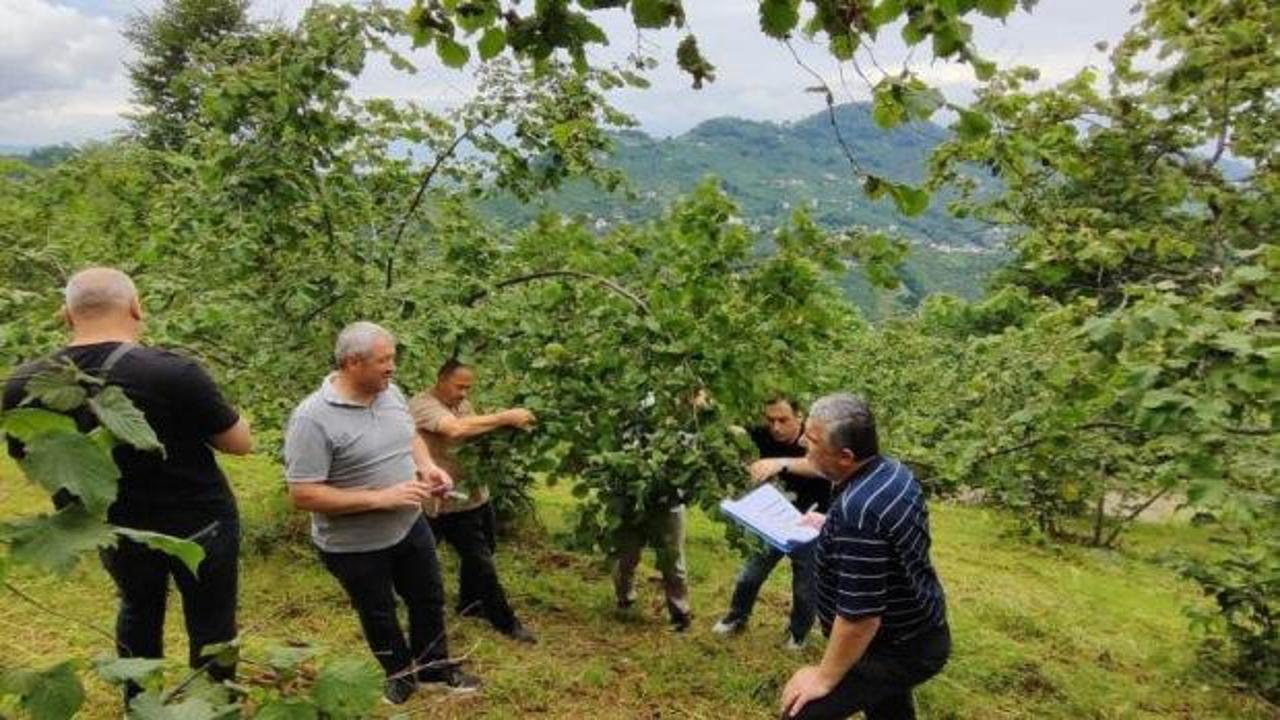 Trabzon'da fındık bahçelerinde çotanak sayımı yapan görevliler.