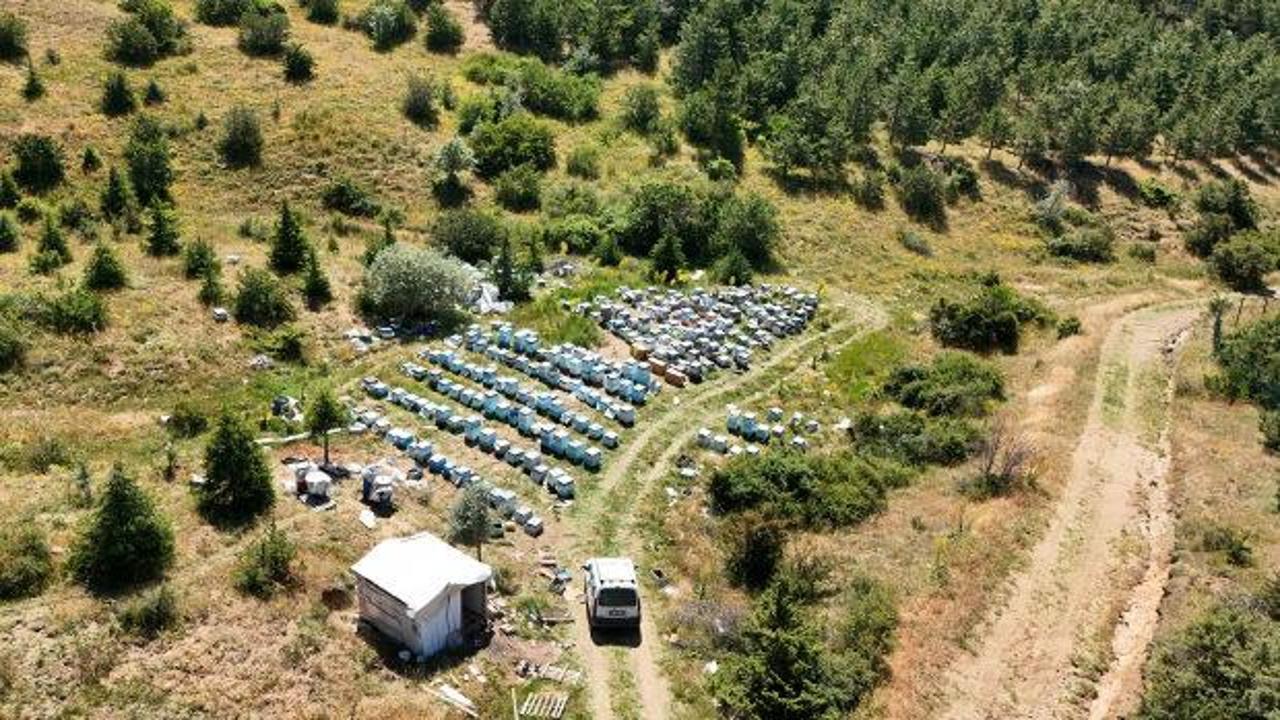 Karadenizli arıcılar memleketi bırakıp akın etti: Sebebi doğanın mucizesinde gizli!