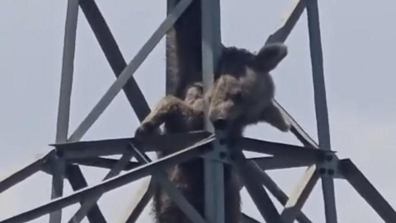 Trabzon'da elektrik direğinde akıma kapılmış ayı