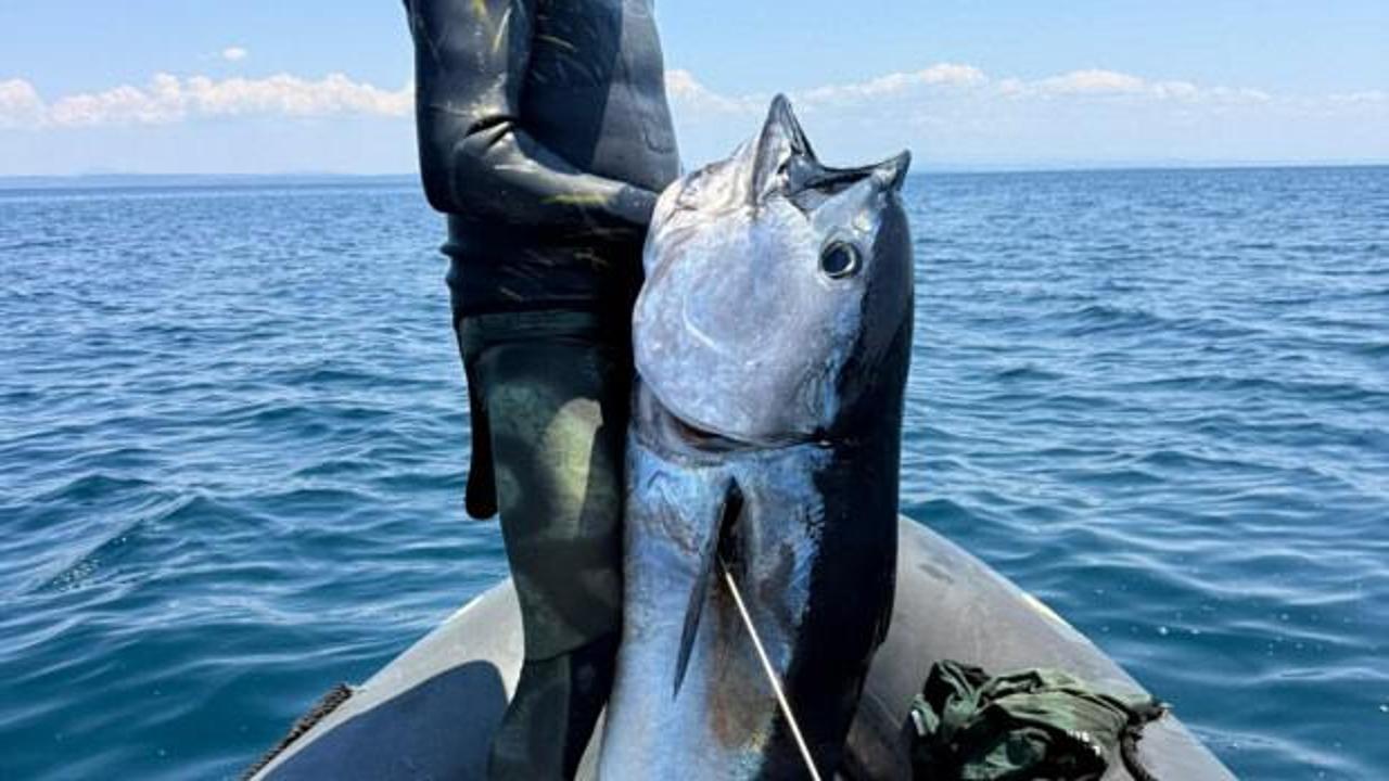 Zıpkınla boyundan b&uuml;y&uuml;k mavi y&uuml;zge&ccedil;li orkinos avladı 