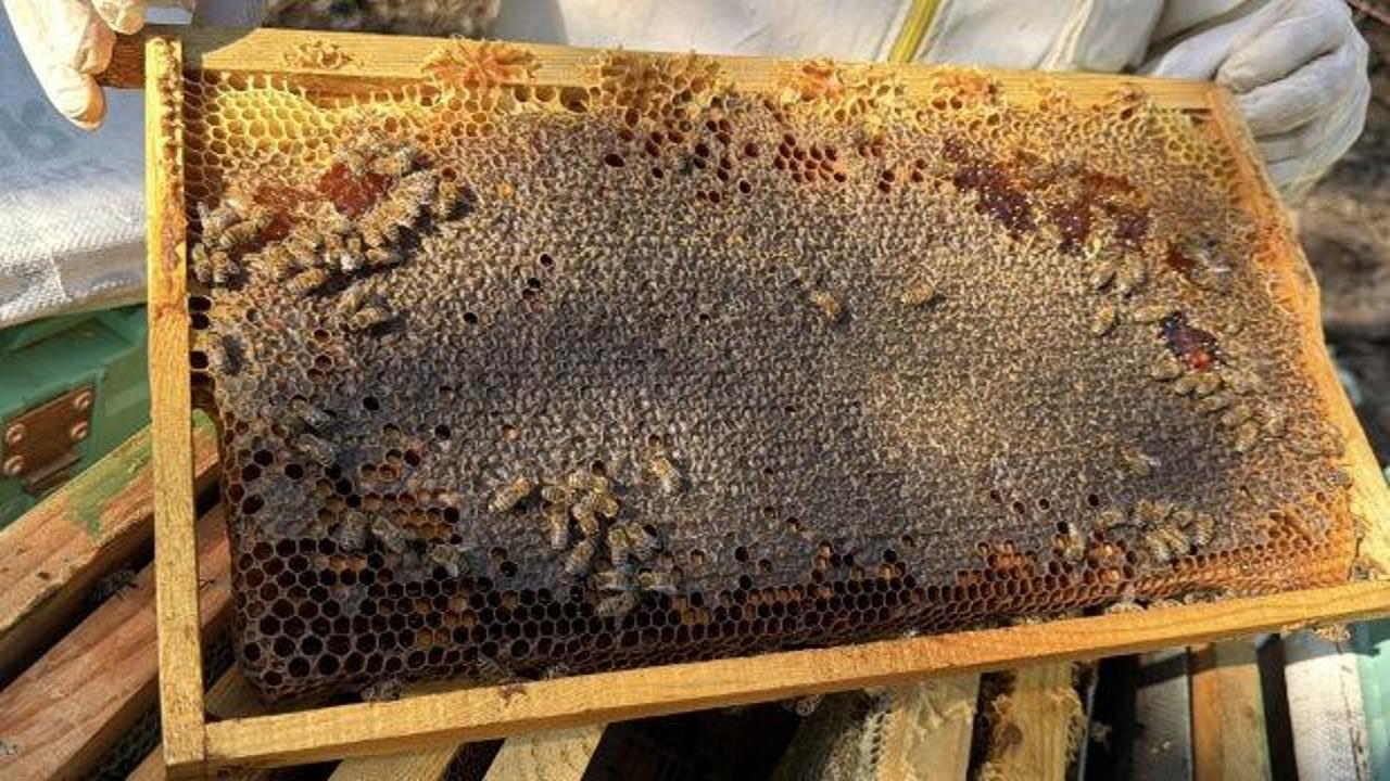 5 yıldır d&uuml;nya birincisi! Bu bal T&uuml;rkiye'de &uuml;retiliyor