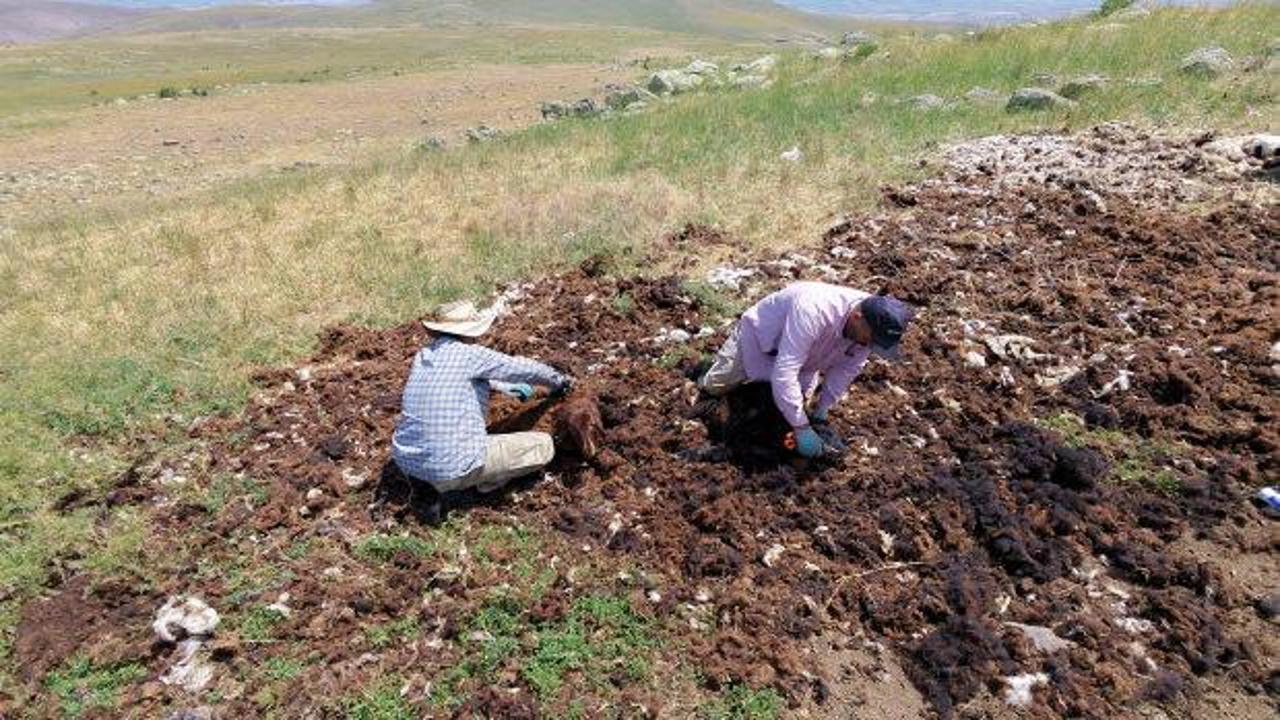 Erzurum'da bir çoban kuzuları kırkıyor.