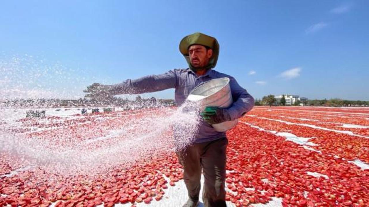 Torbalı Ovası'nda güneşte kurutulan domatesler