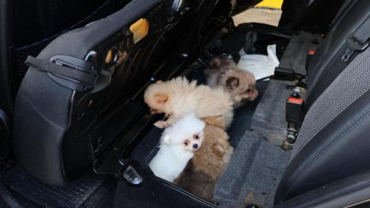 Bakanlık duyurdu: "Pomeranian" cinsi 5 k&ouml;pek yavrusu ele ge&ccedil;irildi