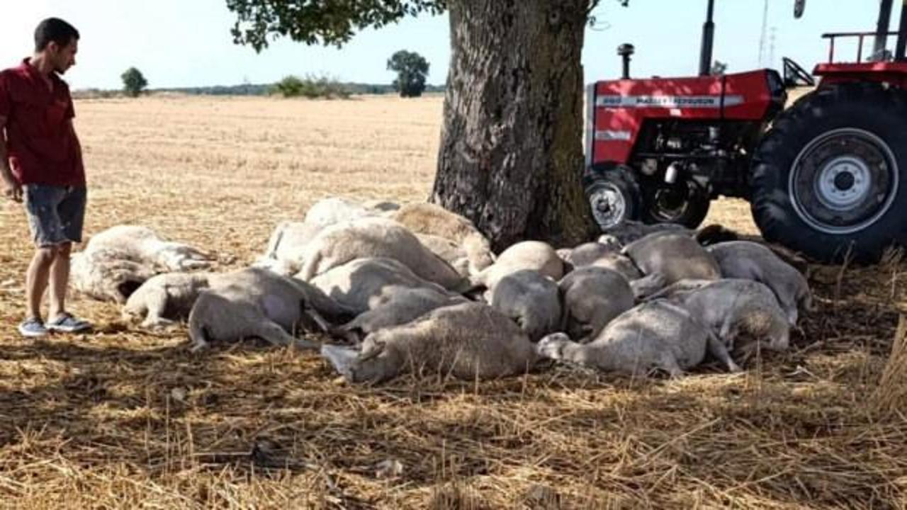 Edirne&rsquo;de yıldırım d&uuml;şen ağacın altındaki 30 koyun &ouml;ld&uuml;