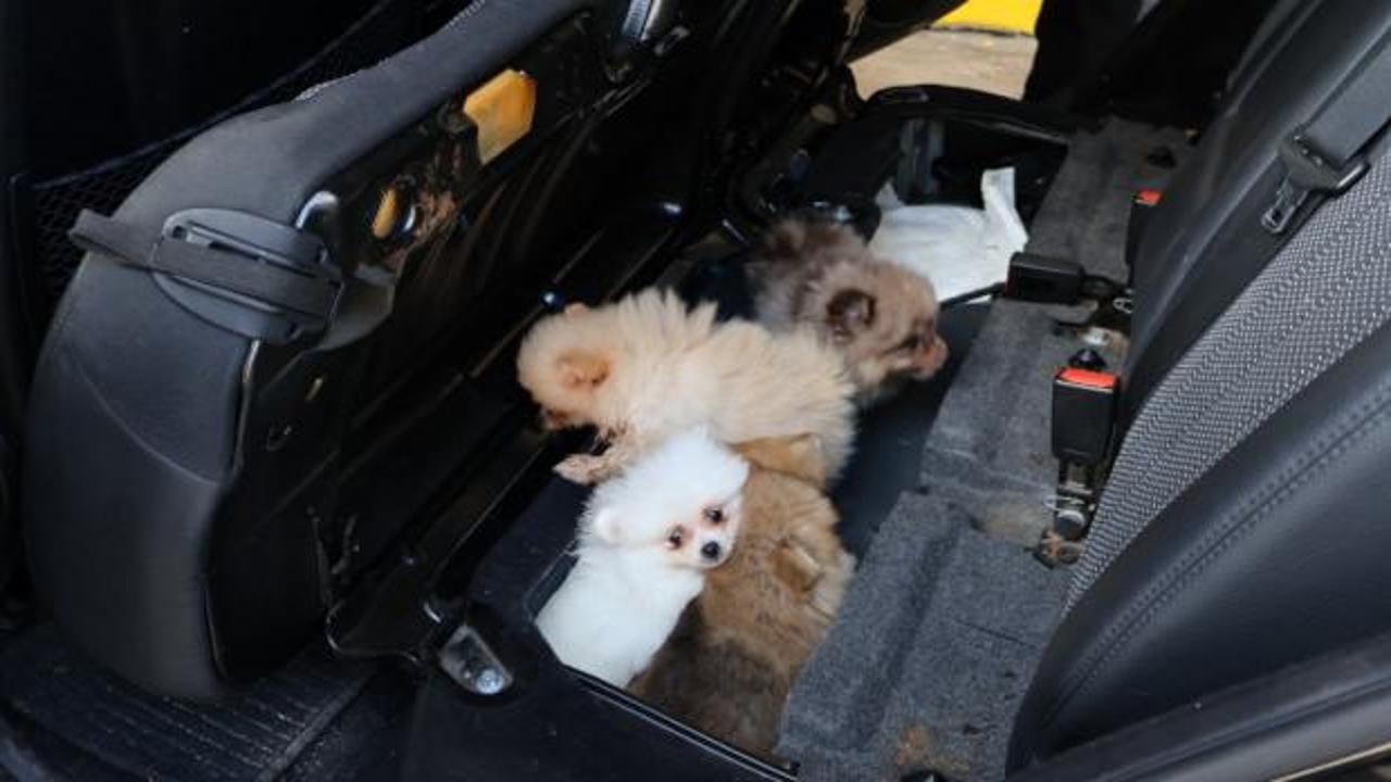 Kapıkule Sınır Kapısı'nda ele geçirilen yavru köpekler