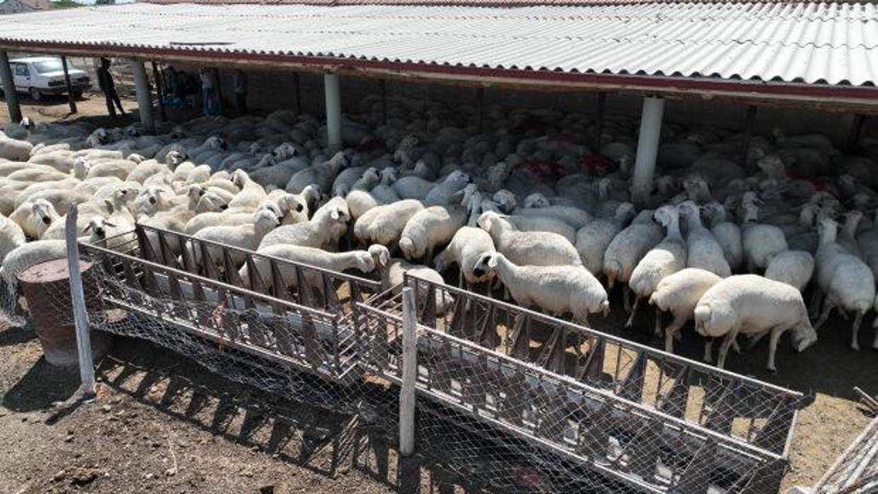 Konya B&uuml;y&uuml;kşehir'in hayvan yetiştiriciliği eğitimleri &uuml;reticiye g&uuml;&ccedil; katıyor