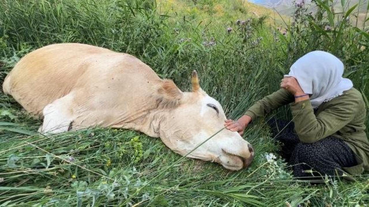 Ayni Özbek'in yeni inekleri ve buzağılarıyla çekilmiş bir fotoğrafı.