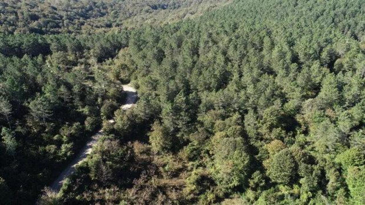 Türkiye'nin en yeşil illeri listesi açıklandı, Trabzon listede yer almadı.