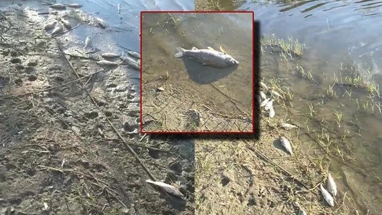 Edirne'de Meriç Nehri kıyısında karaya vurmuş binlerce ölü balık görüntüsü.