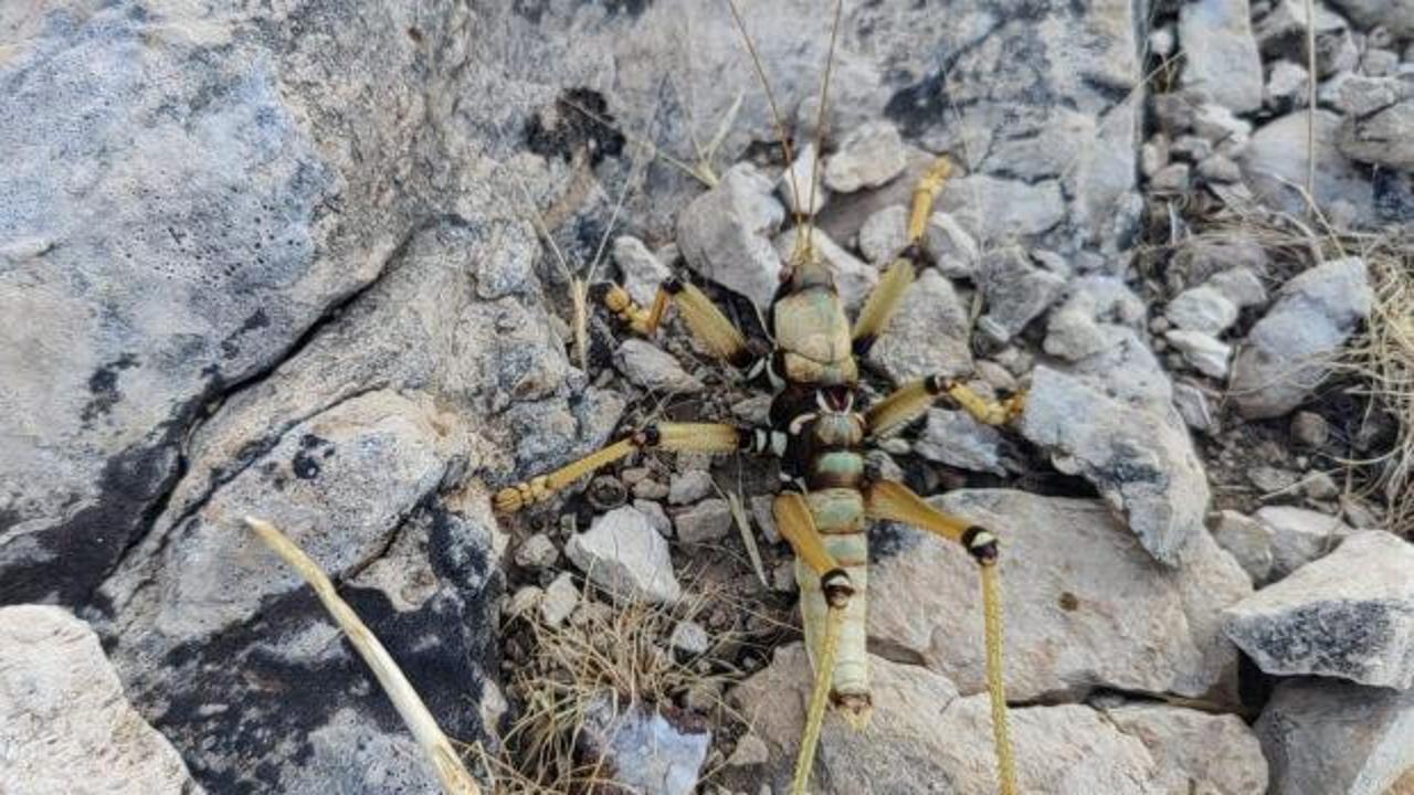 Adıyaman'da g&ouml;r&uuml;nt&uuml;lendi! Boyu 15 santimetre 