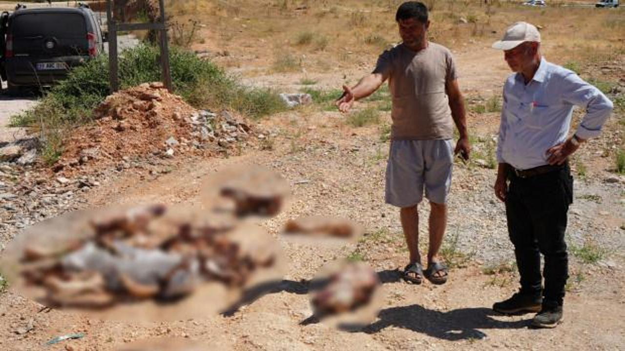 Gaziantep'te yol kenarına bırakılan at kafatası ve kemikleri hayrete d&uuml;ş&uuml;rd&uuml;