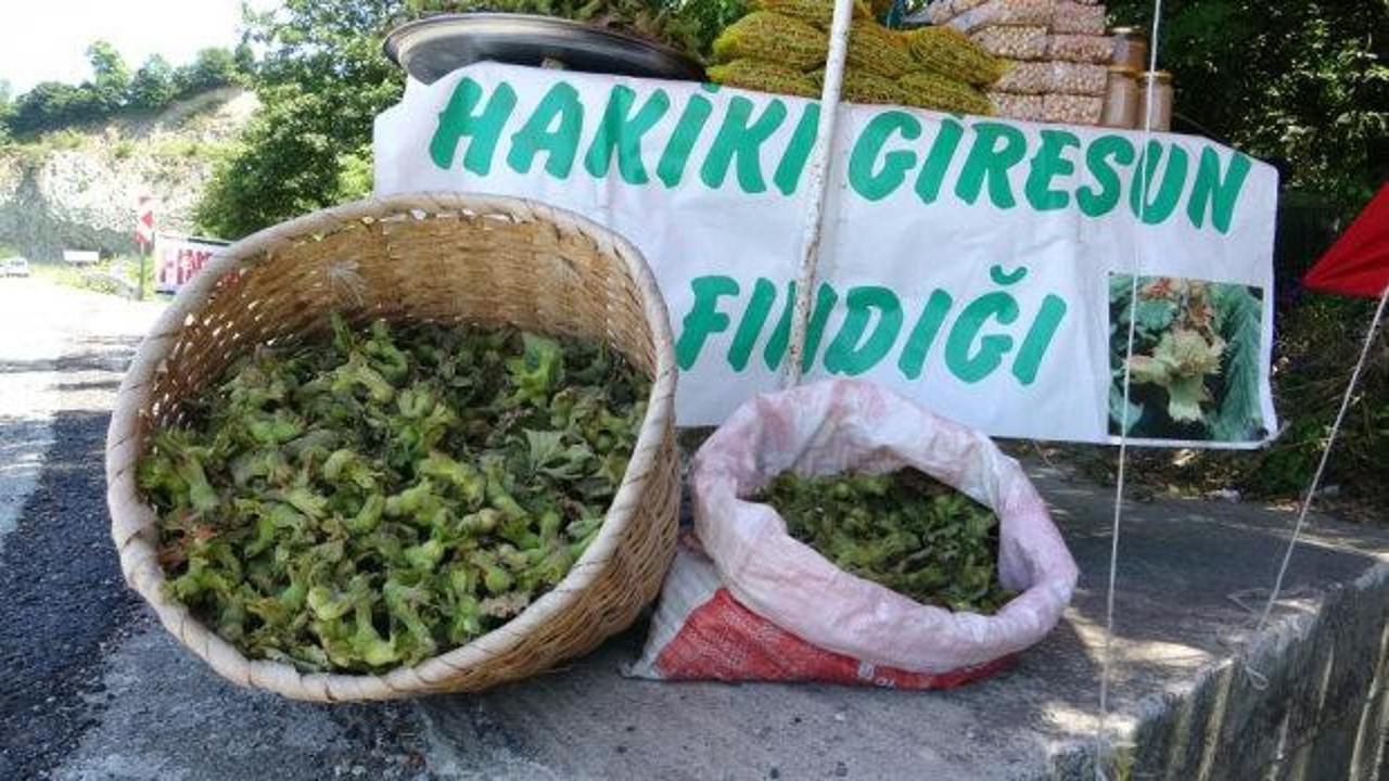 Yeni sezonun ilk fındığı! Kilosu 200 TL