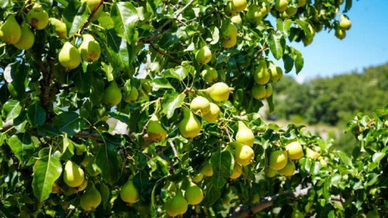 Hasat başladı, kilosu 120 lira! Dalından direkt sofraya gidecek