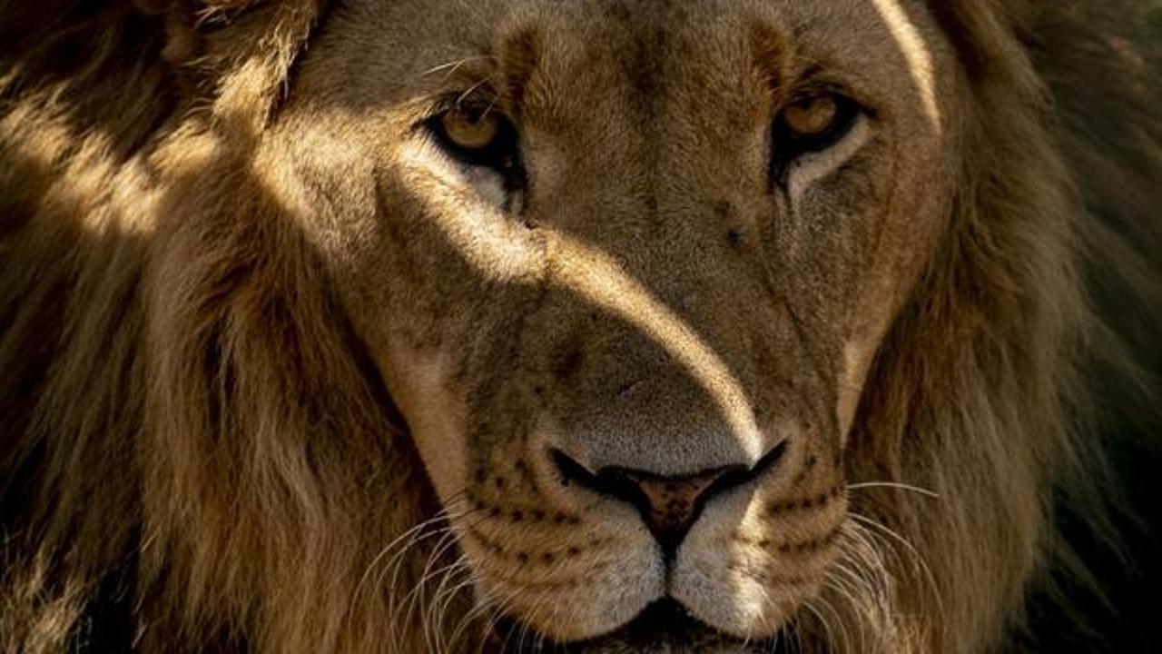 Hayvanat bah&ccedil;esinde 3 aslan sıcaktan telef oldu