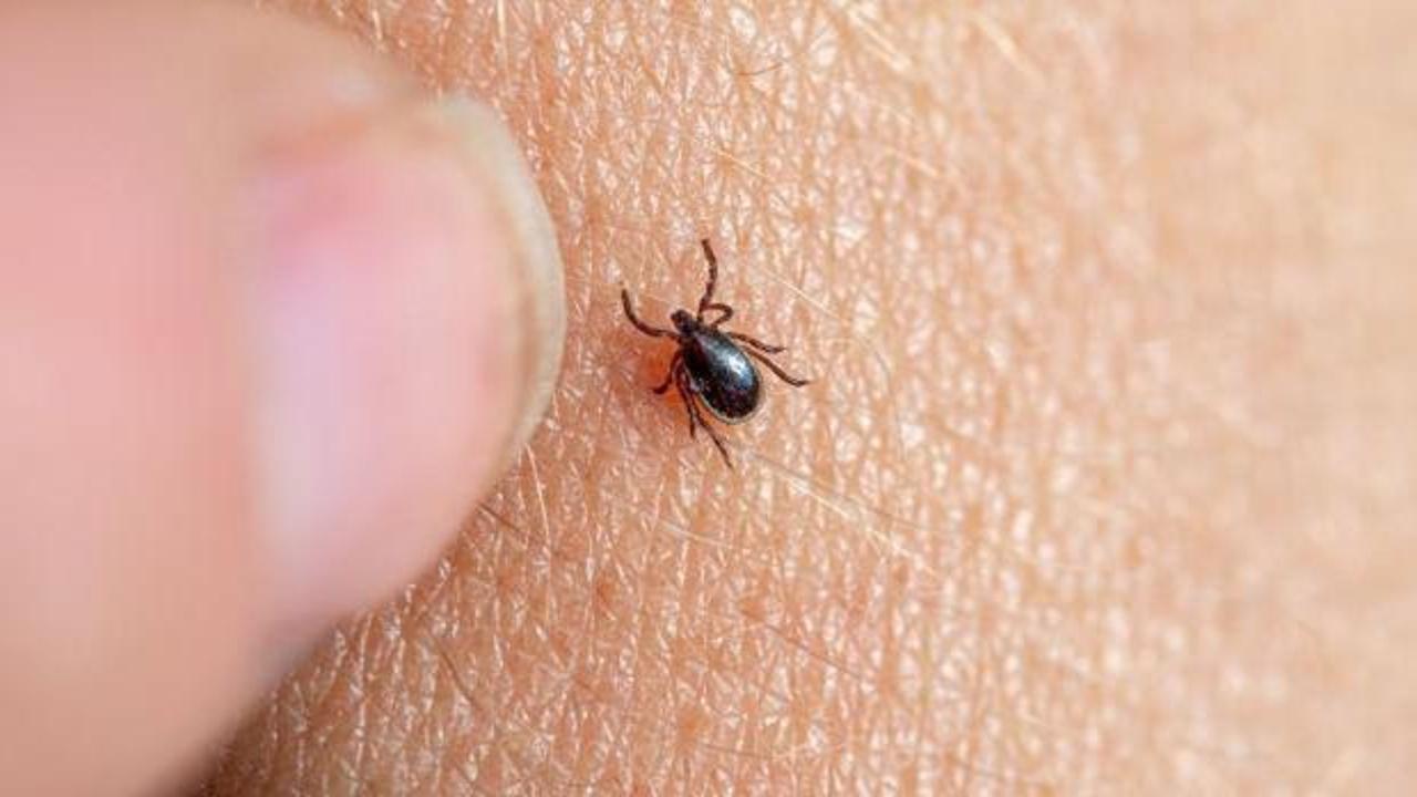 Kabus devam ediyor: Sivas'ta kene can aldı