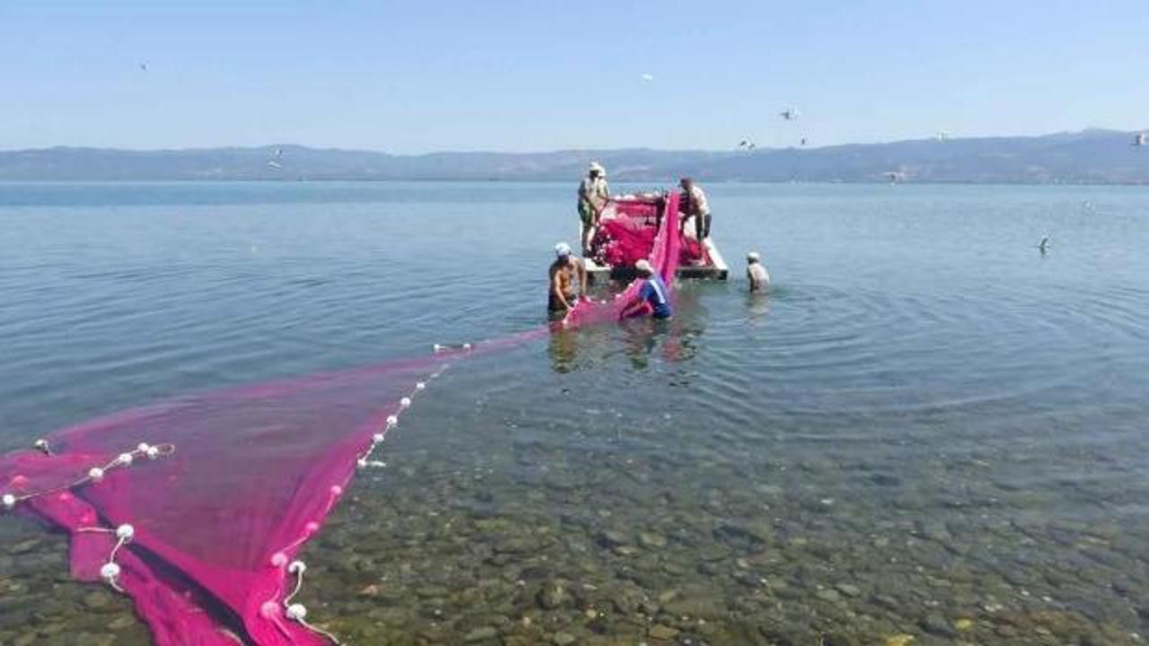 İznik G&ouml;l&uuml;'nde g&uuml;m&uuml;ş balığı mesaisi başladı: Hedef Amerika'ya 400 ton ihracat