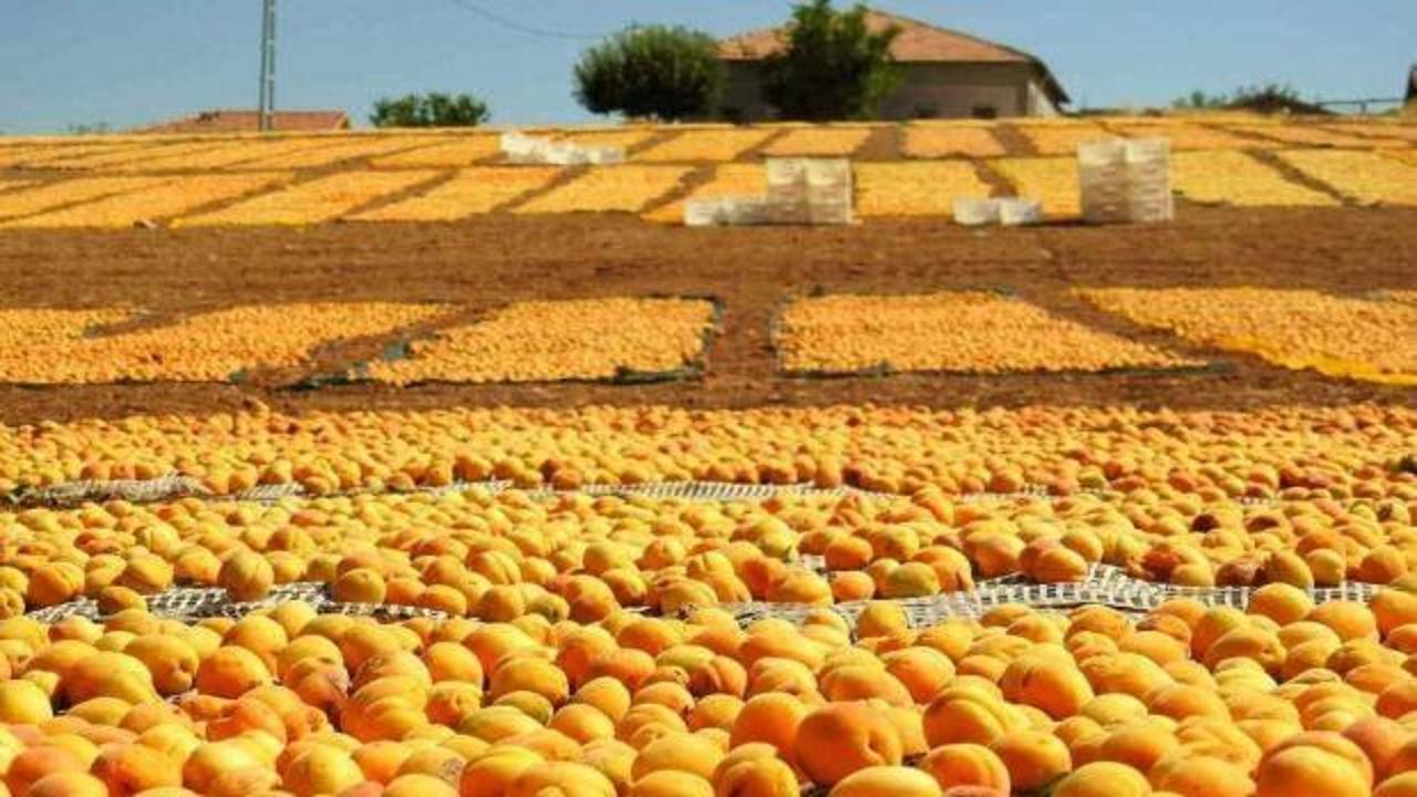 Malatya&rsquo;da kayısı bereketi: &Uuml;reticinin y&uuml;z&uuml; bu yıl g&uuml;l&uuml;yor!